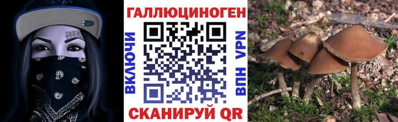 Галлюциногенные грибы Psilocybine cubensis  дарнет шоп  Волжский 